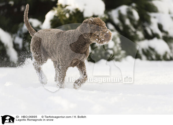 Lagotto Romagnolo im Schnee / Lagotto Romagnolo in snow / HBO-06895