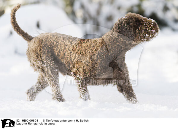 Lagotto Romagnolo im Schnee / Lagotto Romagnolo in snow / HBO-06898