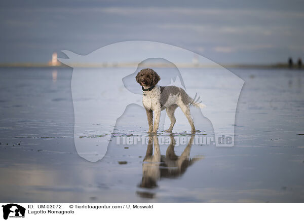 Lagotto Romagnolo / Lagotto Romagnolo / UM-03072
