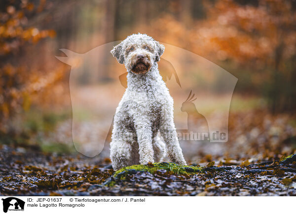 Lagotto Romagnolo Rde / male Lagotto Romagnolo / JEP-01637