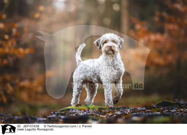 Lagotto Romagnolo Rde / male Lagotto Romagnolo / JEP-01638