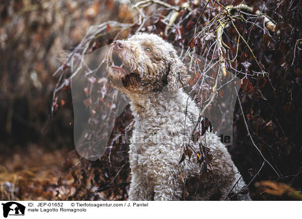 Lagotto Romagnolo Rde / male Lagotto Romagnolo / JEP-01652