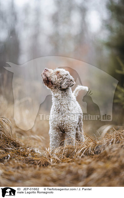 Lagotto Romagnolo Rde / male Lagotto Romagnolo / JEP-01662