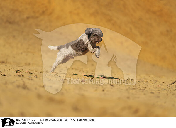 Lagotto Romagnolo / Lagotto Romagnolo / KB-17730