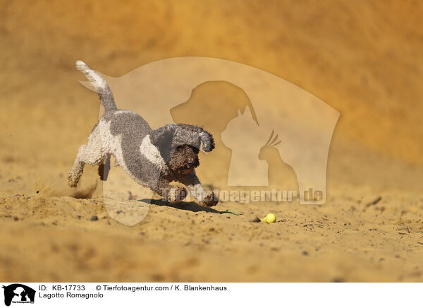 Lagotto Romagnolo / Lagotto Romagnolo / KB-17733