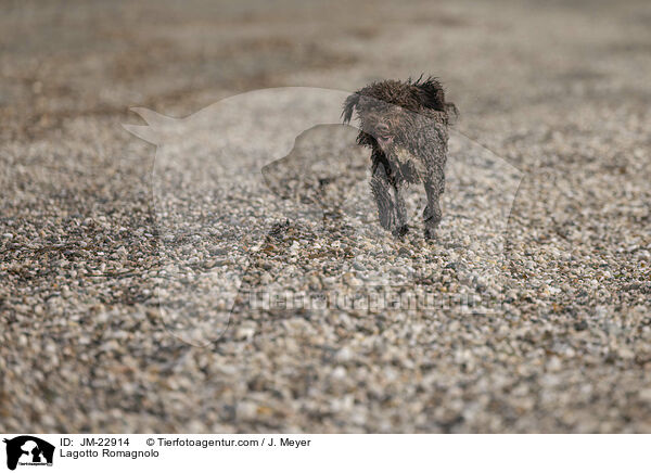 Lagotto Romagnolo / Lagotto Romagnolo / JM-22914
