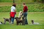 Lagotto Romagnolos