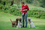 Lagotto Romagnolos