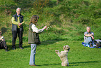 Lagotto Romagnolo shows trick