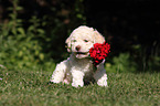 Lagotto Romagnolo puppy