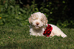 Lagotto Romagnolo puppy