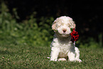 Lagotto Romagnolo puppy