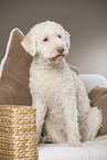 sitting Lagotto Romagnolo