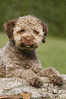 lying young Lagotto Romagnolo