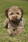 lying young Lagotto Romagnolo