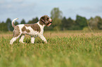 walking Lagotto Romagnolo