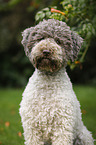 Lagotto Romagnolo Portrait