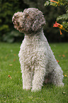 sitting Lagotto Romagnolo