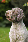 Lagotto Romagnolo Portrait