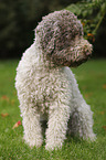 sitting Lagotto Romagnolo