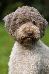 Lagotto Romagnolo Portrait