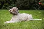 lying Lagotto Romagnolo
