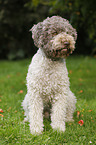 sitting Lagotto Romagnolo