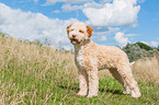 Lagotto Romagnolo