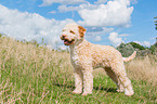 Lagotto Romagnolo