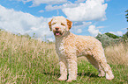 Lagotto Romagnolo