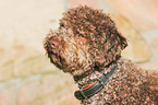Lagotto Romagnolo Portrait