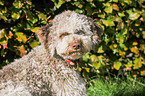 Lagotto Romagnolo Portrait
