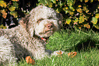 lying Lagotto Romagnolo