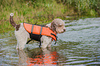Lagotto Romagnolo with lifejacket