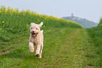 running Lagotto Romagnolo