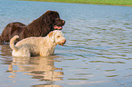 2 dogs