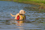 bathing Lagotto Romagnolo