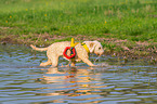 walking Lagotto Romagnolo