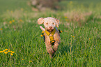 running Lagotto Romagnolo