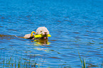 Lagotto Romagnolor is trained as a water rescue dog