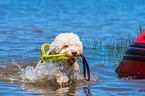 Lagotto Romagnolor is trained as a water rescue dog