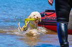 Lagotto Romagnolor is trained as a water rescue dog