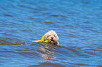 Lagotto Romagnolor is trained as a water rescue dog