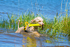 Lagotto Romagnolor is trained as a water rescue dog