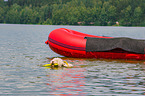 Lagotto Romagnolor is trained as a water rescue dog