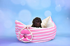 Lagotto Romagnolo Puppy