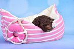 Lagotto Romagnolo Puppy