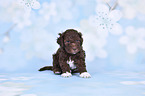 Lagotto Romagnolo Puppy