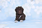 Lagotto Romagnolo Puppy