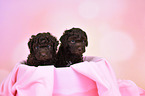 2 Lagotto Romagnolo Puppies